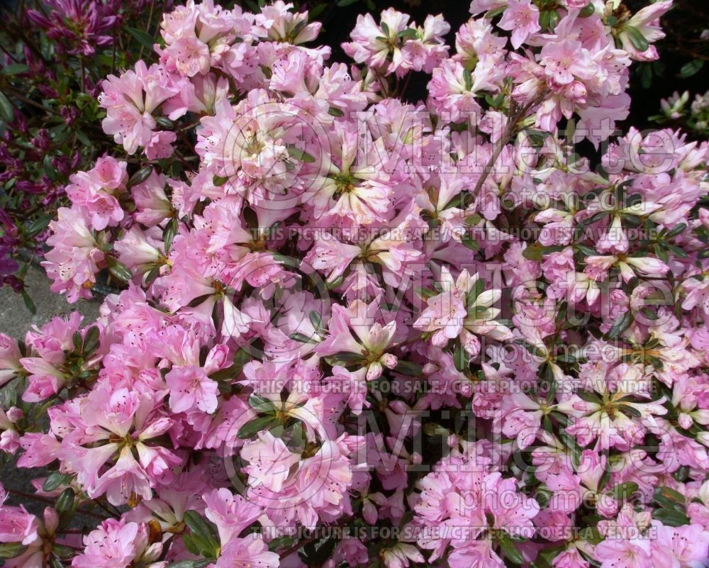 Azalea or Rhododendron Sweet Sixteen (Rhododendron Azalea) 2 