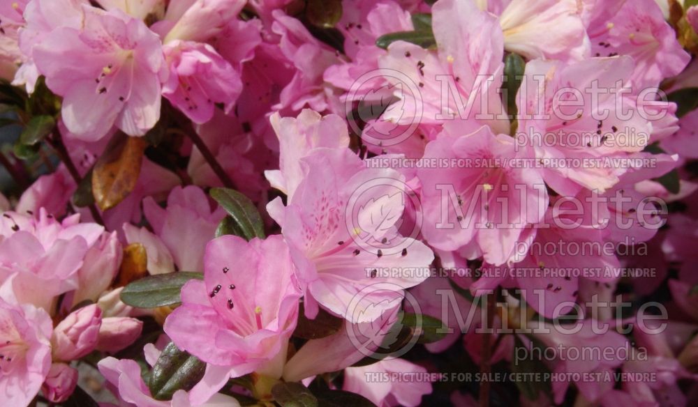 Azalea aka Rhododendron Sweet Sixteen (Rhododendron Azalea) 6 