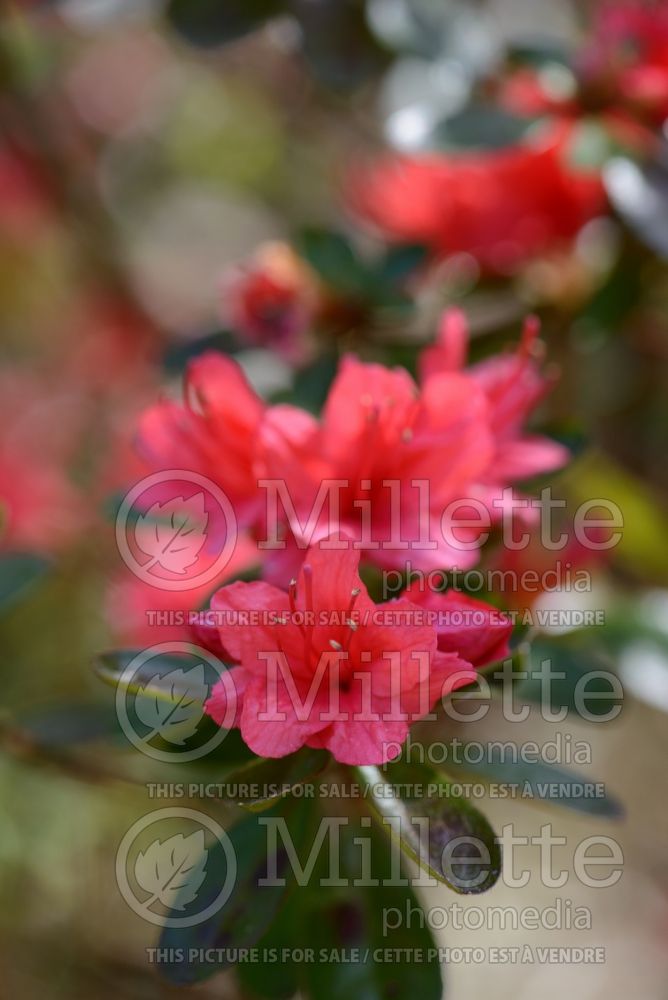 Azalea aka Rhododendron Bassett Beauty (Rhododendron azalea) 1