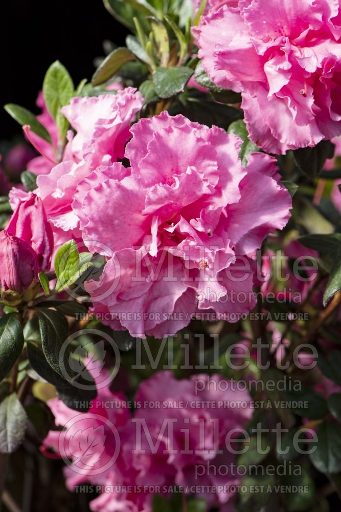 Azalea aka Rhododendron BloomAThon Pink Double (Rhododendron azalea) 1