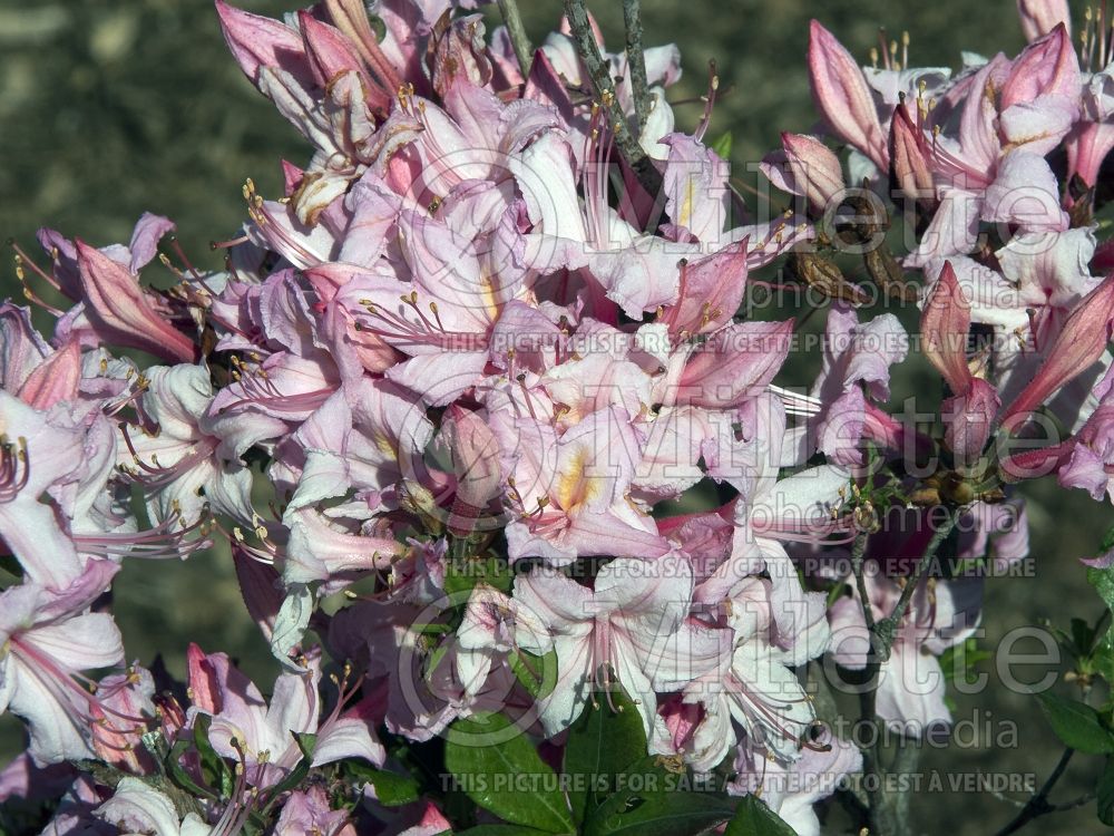 Rhododendron Candy Lights (Rhododendron Azalea) 3 