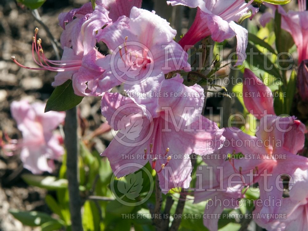 Rhododendron Candy Lights (Rhododendron Azalea) 4 