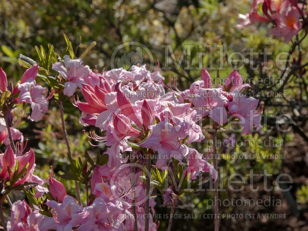 Rhododendron Candy Lights (Rhododendron Azalea) 5 