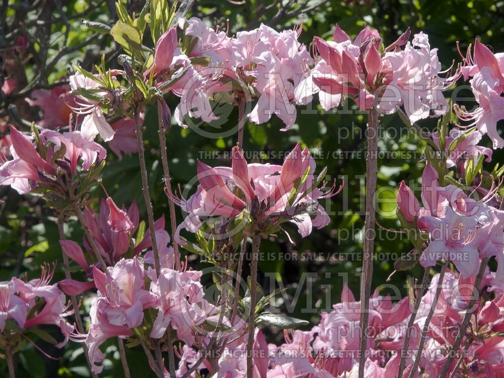 Rhododendron Candy Lights (Rhododendron Azalea) 6 