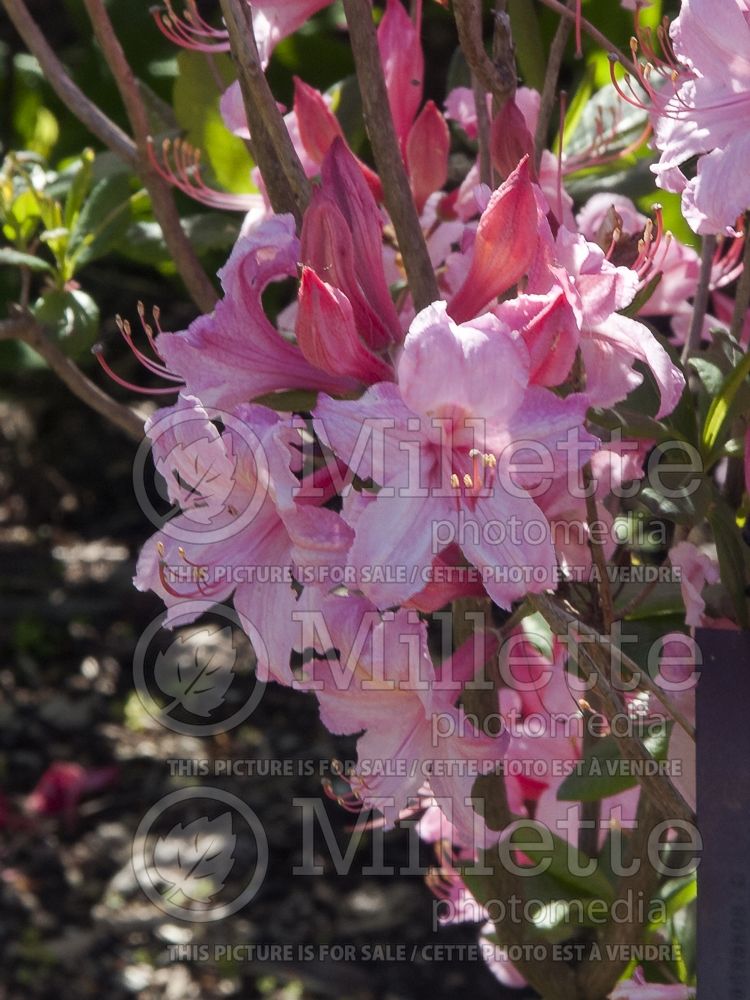 Rhododendron Candy Lights (Rhododendron Azalea) 7 