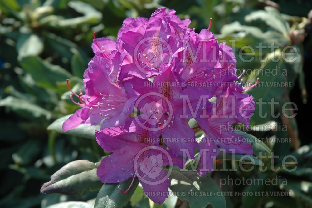 Azalea aka Rhododendron Lee's Dark Purple (Rhododendron Azalea) 4 