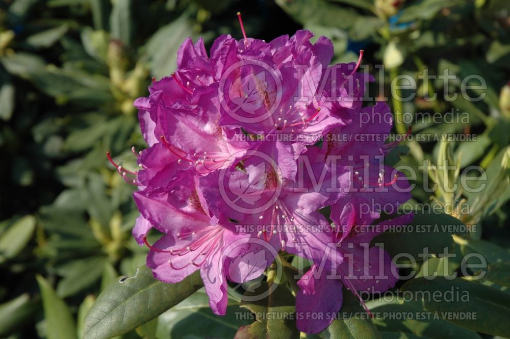 Azalea aka Rhododendron Lee's Dark Purple (Rhododendron Azalea) 5 