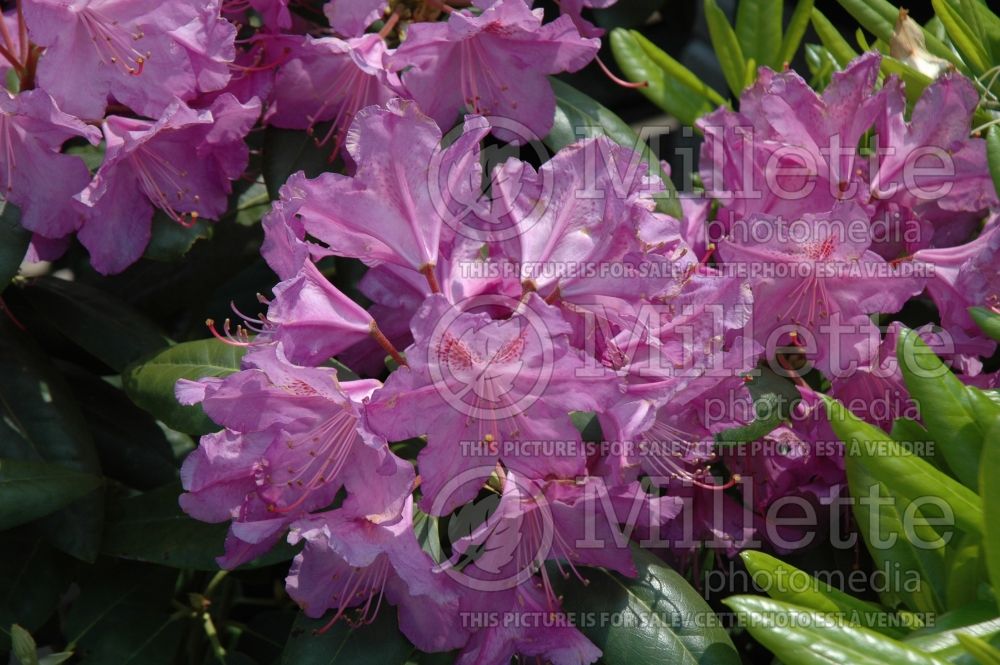 Azalea aka Rhododendron Lee's Dark Purple (Rhododendron Azalea) 7 