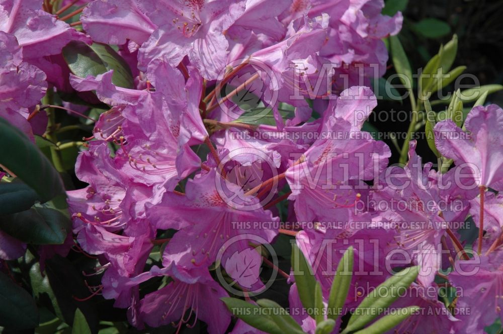 Azalea aka Rhododendron Lee's Dark Purple (Rhododendron Azalea) 8 