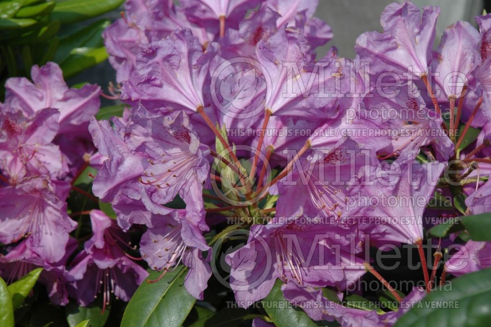 Azalea aka Rhododendron Lee's Dark Purple (Rhododendron Azalea) 9 
