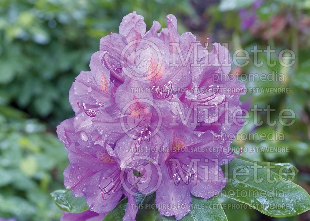 Azalea aka Rhododendron Lee's Dark Purple (Rhododendron Azalea) 15 