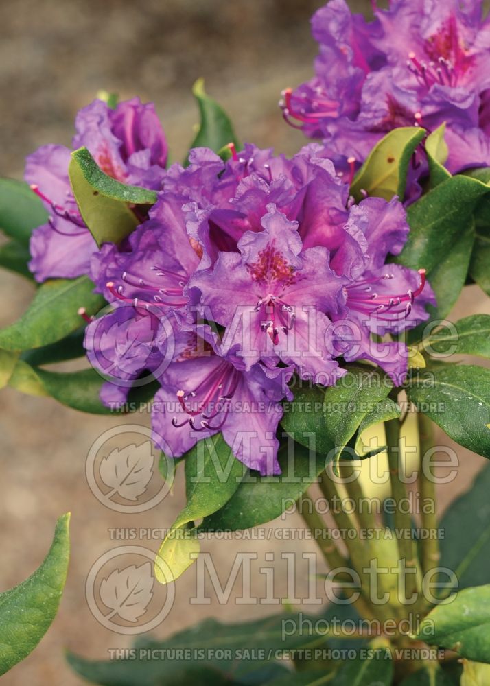 Azalea aka Rhododendron Lee's Dark Purple (Rhododendron Azalea) 14 