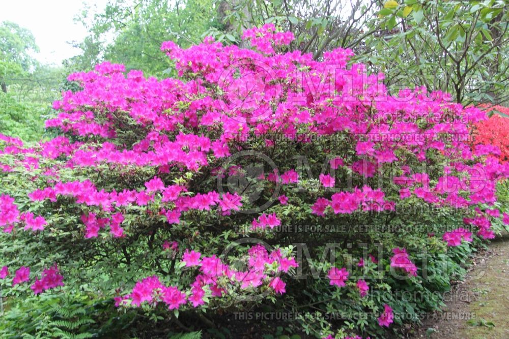 Azalea or Rhododendron Chanticleer (Rhododendron azalea) 1