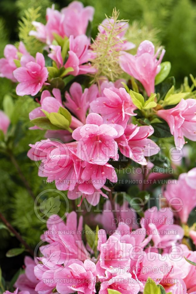Azalea aka Rhododendron Coral Bells (Rhododendron azalea) 1