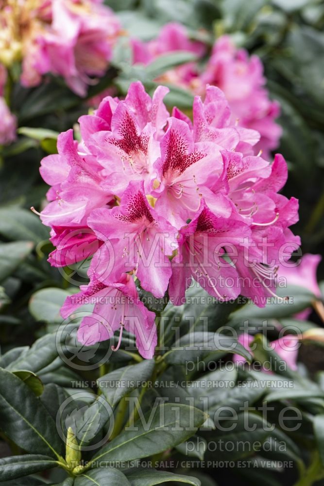Azalea aka Rhododendron Cosmopolitan (Rhododendron azalea) 4
