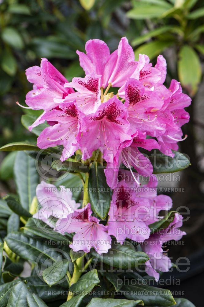 Azalea aka Rhododendron Cosmopolitan (Rhododendron azalea) 5