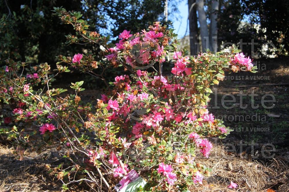 Azalea aka Rhododendron Encore Autumn Empress (Rhododendron azalea) 1