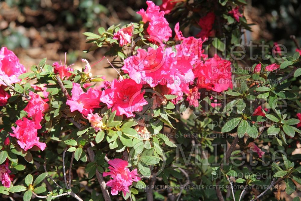 Azalea aka Rhododendron Encore Autumn Empress (Rhododendron azalea) 2