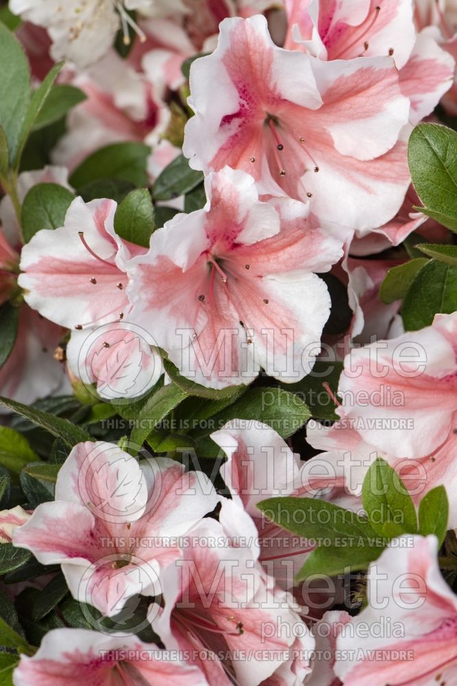 Azalea aka Rhododendron Encore Autumn Starburst (Rhododendron azalea) 1