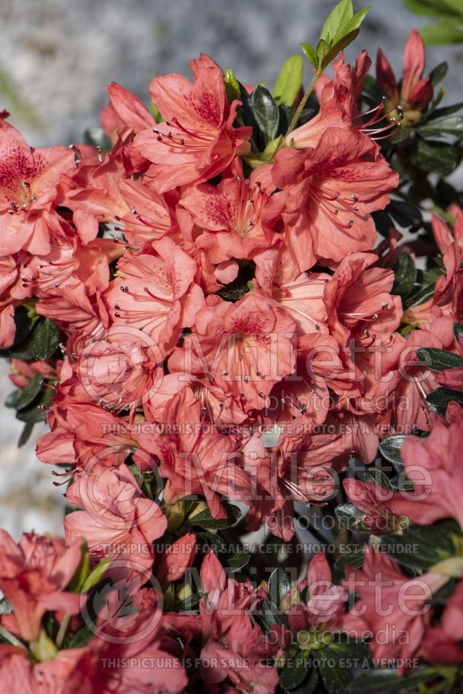 Azalea Fashion (Rhododendron Azalea) 2 