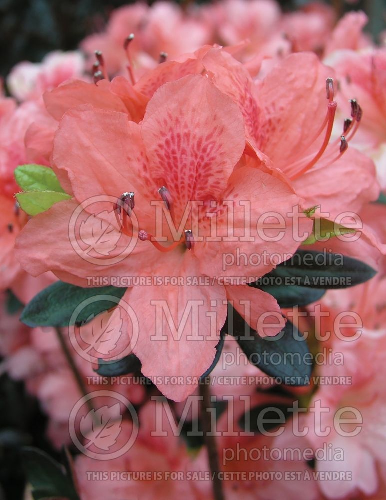 Azalea Fashion (Rhododendron Azalea) 1 