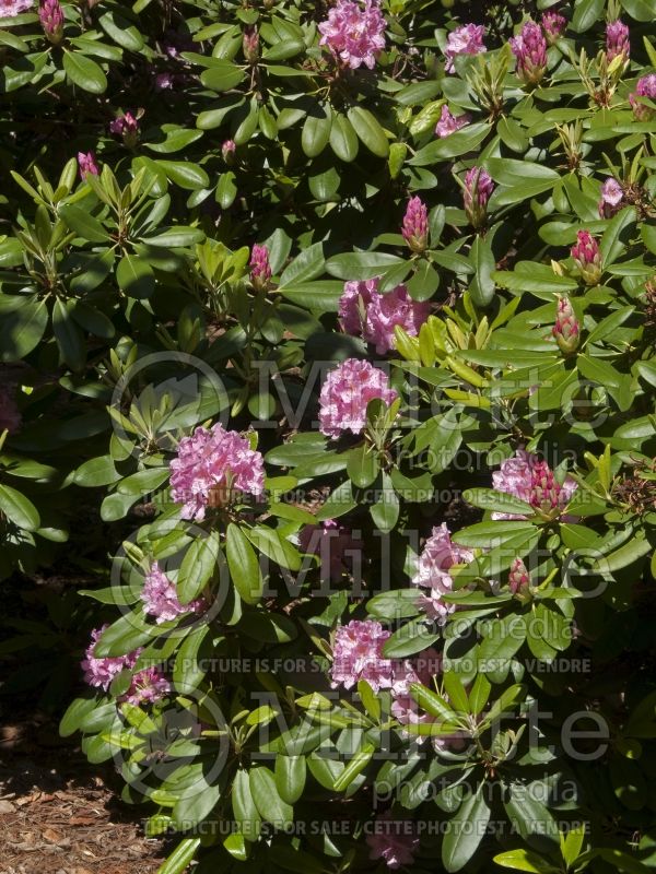 Azalea or Rhododendron Helsinki University (Rhododendron Azalea) 7