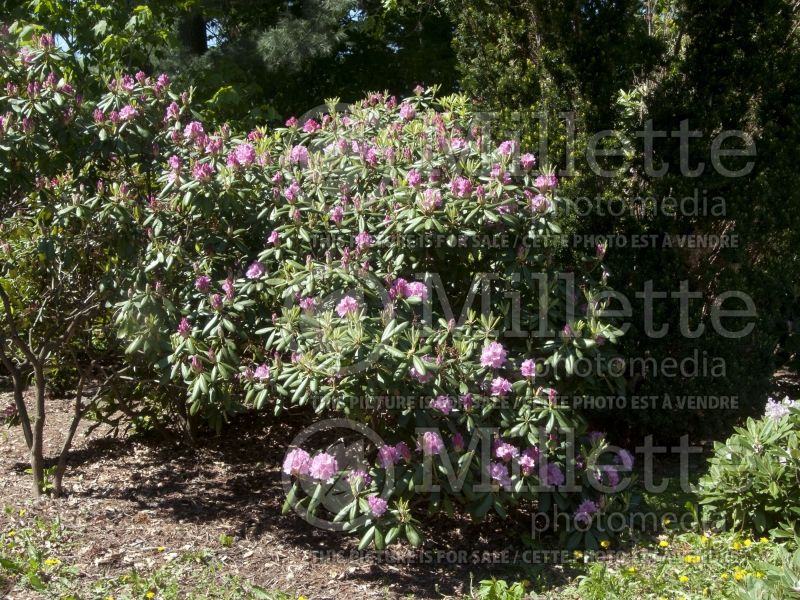 Azalea or Rhododendron Helsinki University (Rhododendron Azalea) 8