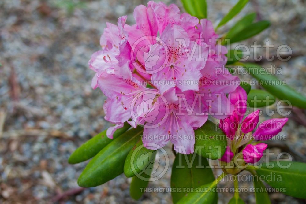 Azalea or Rhododendron Helsinki University (Rhododendron Azalea) 6