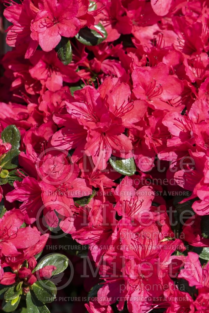 Azalea aka Rhododendron Hino Crimson (Rhododendron azalea) 2 