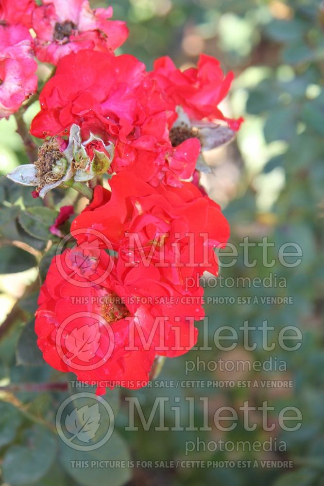 Azalea aka Rhododendron Jiminy Cricket (Rhododendron) 3