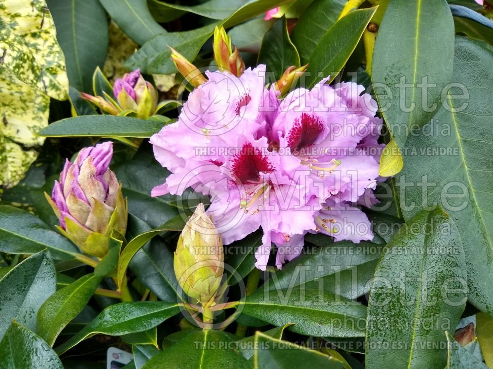 Azalea aka Rhododendron Kabarett (Rhododendron azalea) 1