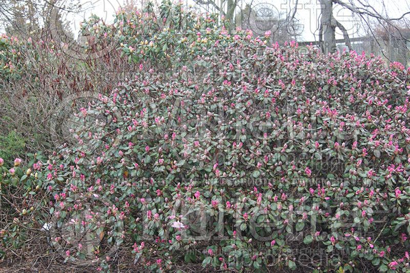 Azalea ou Rhododendron Kimberly's Double Pink (Azalea)  2