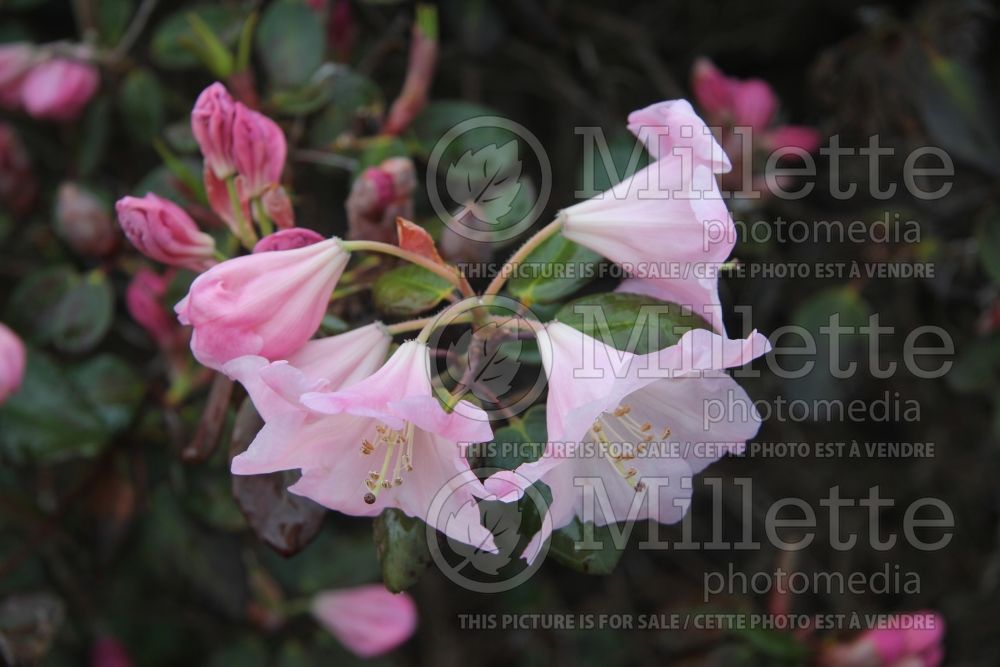 Azalea ou Rhododendron Kimberly's Double Pink (Azalea)  1