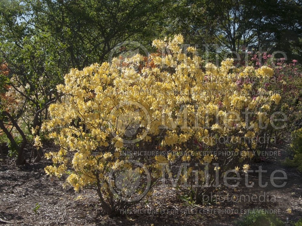 Azalea or Rhododendron Lemon Lights (Rhododendron azalea) 2