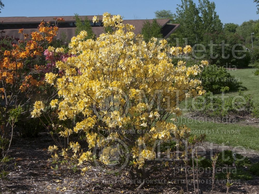 Azalea or Rhododendron Lemon Lights (Rhododendron azalea) 3