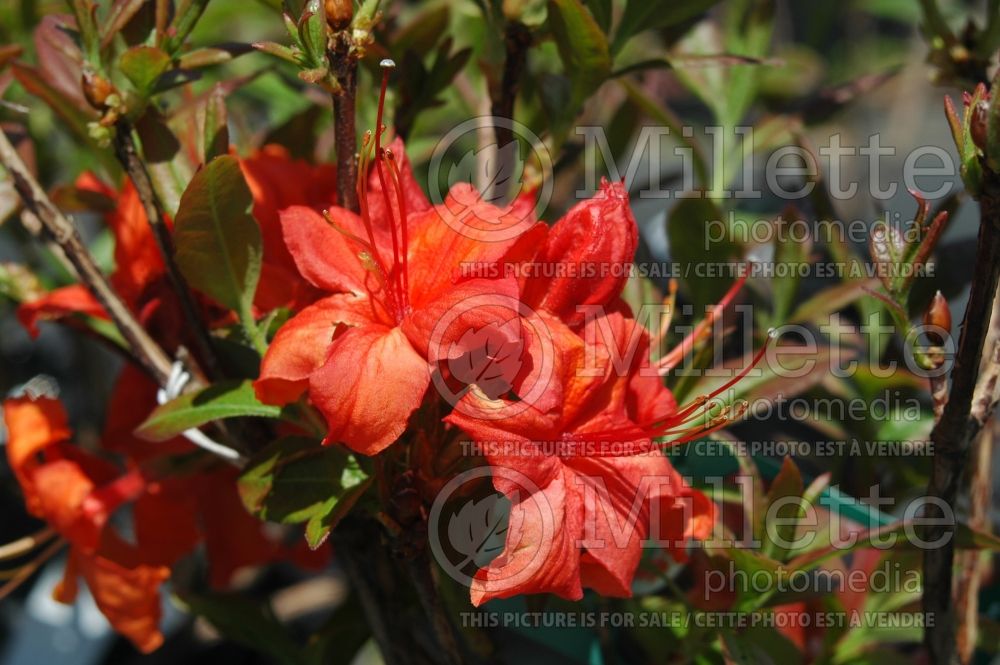 Azalea or Rhododendron Mandarin Lights (Rhododendron Azalea) 6 