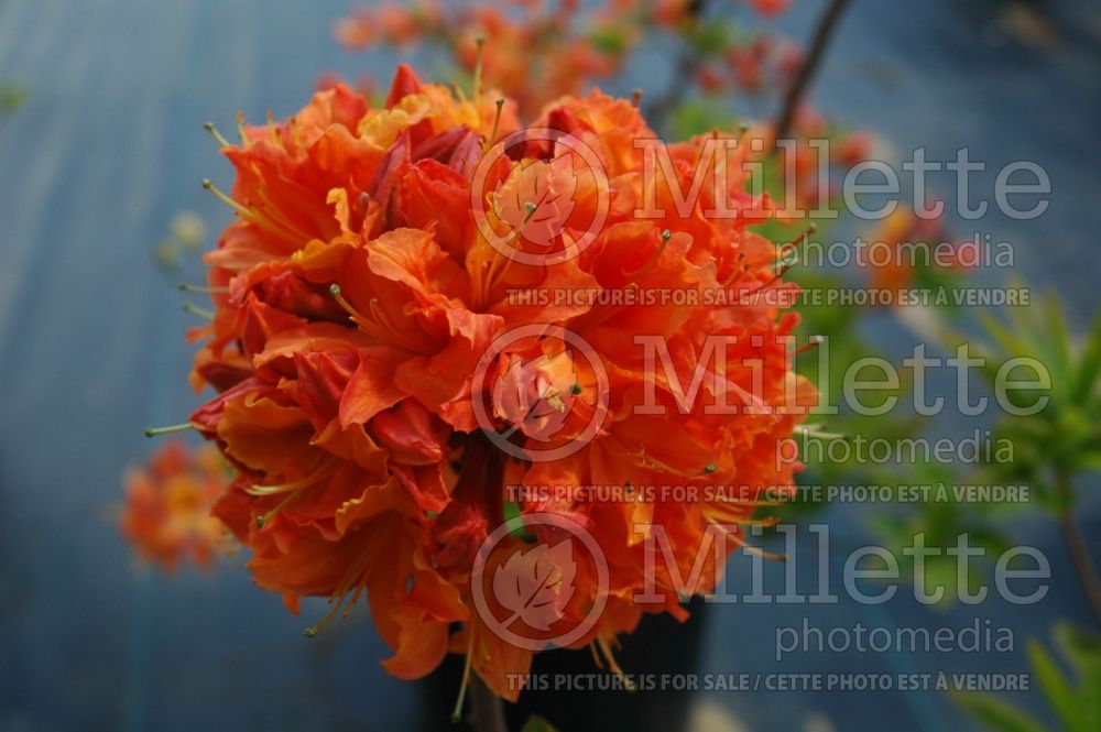 Azalea or Rhododendron Mandarin Lights (Rhododendron Azalea) 7 