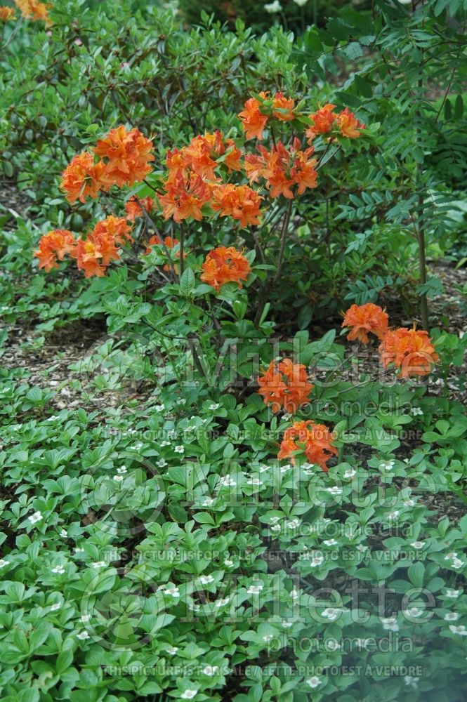 Azalea or Rhododendron Mandarin Lights (Rhododendron Azalea) 8 