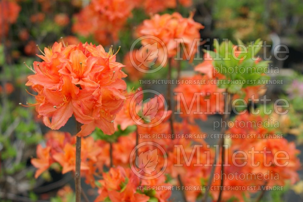 Azalea or Rhododendron Mandarin Lights (Rhododendron Azalea) 13 