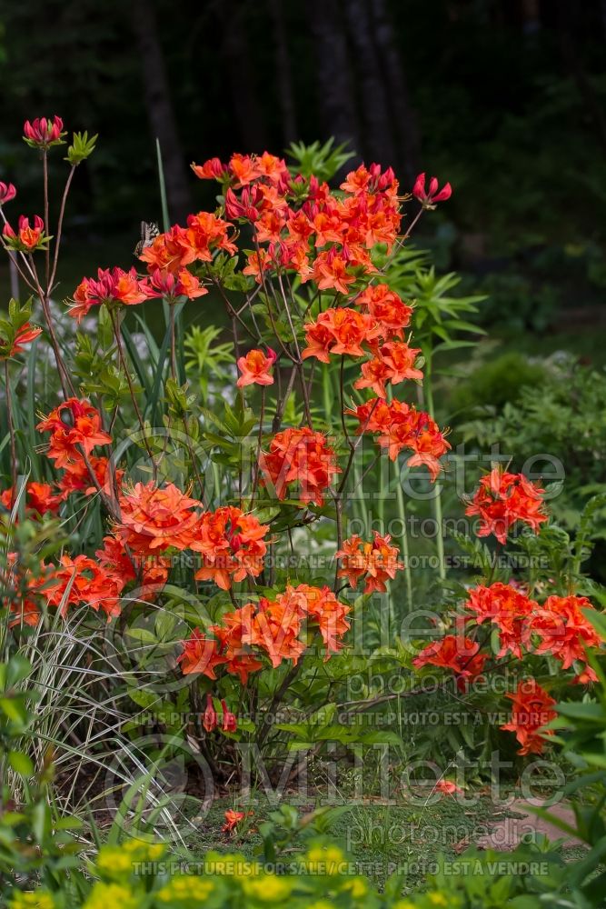 Azalea or Rhododendron Mandarin Lights (Rhododendron Azalea) 12 