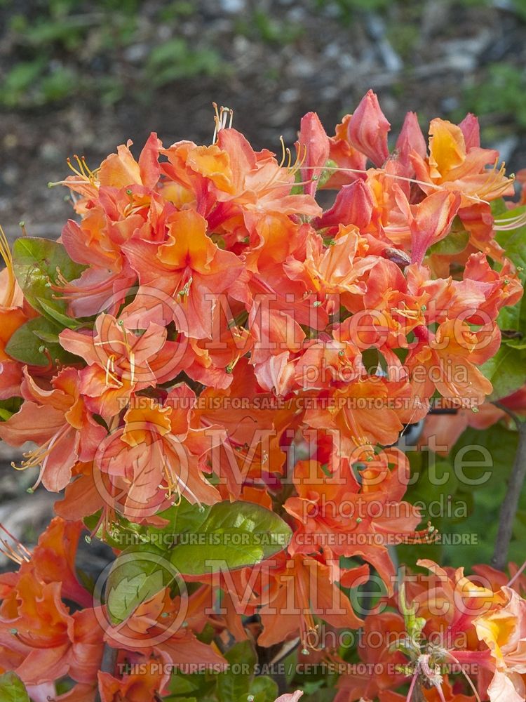 Azalea or Rhododendron Mandarin Lights (Rhododendron Azalea) 11 