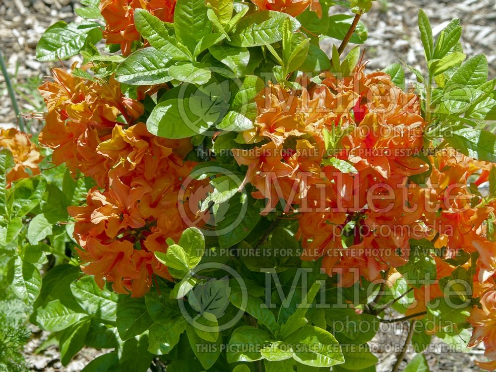 Azalea or Rhododendron Mandarin Lights (Rhododendron Azalea) 10 