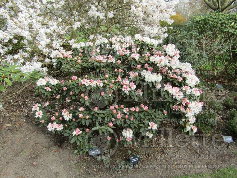 Azalea aka Rhododendron pachysanthum (Rhododendron) 4
