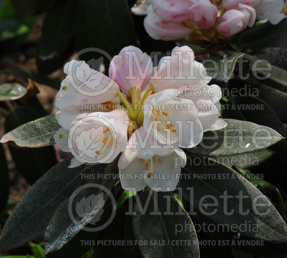 Azalea aka Rhododendron pachysanthum (Rhododendron) 3