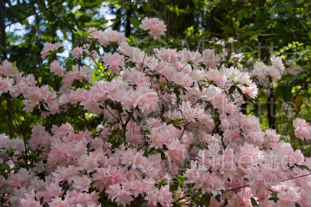 Azalea aka Rhododendron Pink Pearl (Rhododendron azalea) 1