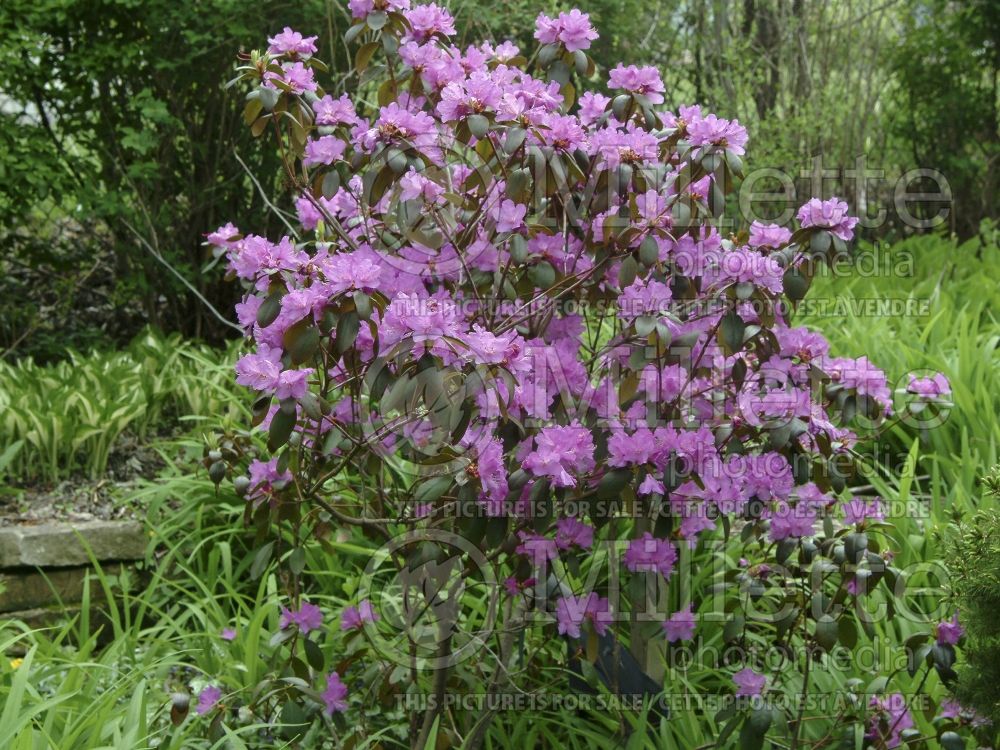 Rhododendron or azalea PJM (Rhododendron) 2 