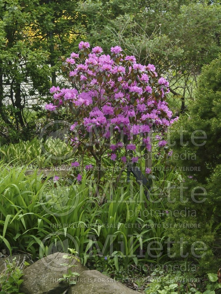 Rhododendron or azalea PJM (Rhododendron) 11 