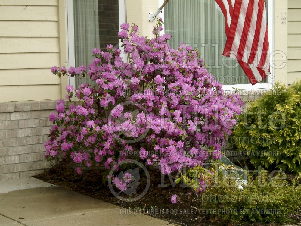 Rhododendron or azalea PJM (Rhododendron) 4 