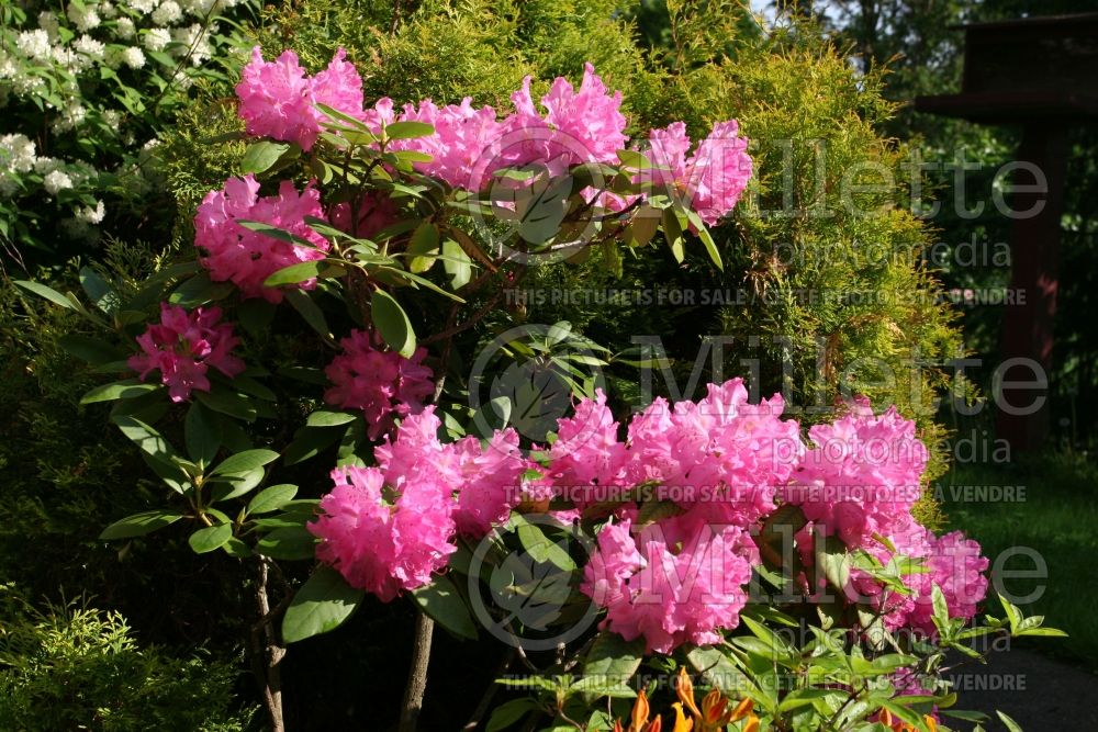 Rhododendron or Azalea PJM (Rhododendron Azalea) 10 