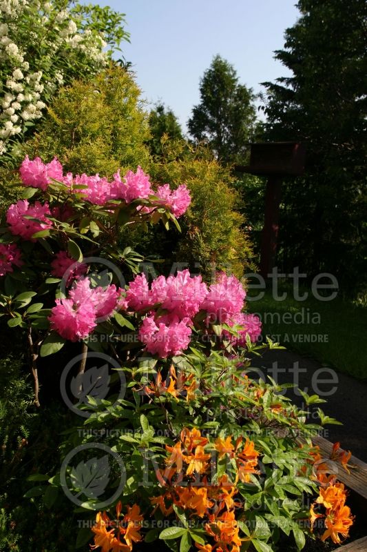 Rhododendron or Azalea PJM (Rhododendron Azalea) 9 